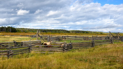 Horses at horse farm. Country summer landscape, Chilcotin District of the Central Interior of...
