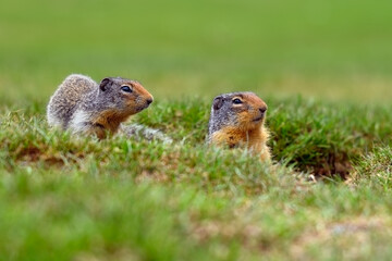 Columbian ground squirrel (Urocitellus columbianus) standing at the entrance of its burrow in Ernest Calloway Manning Park, British Columbia