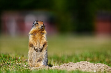 Columbian ground squirrel (Urocitellus columbianus) standing at the entrance of its burrow in...