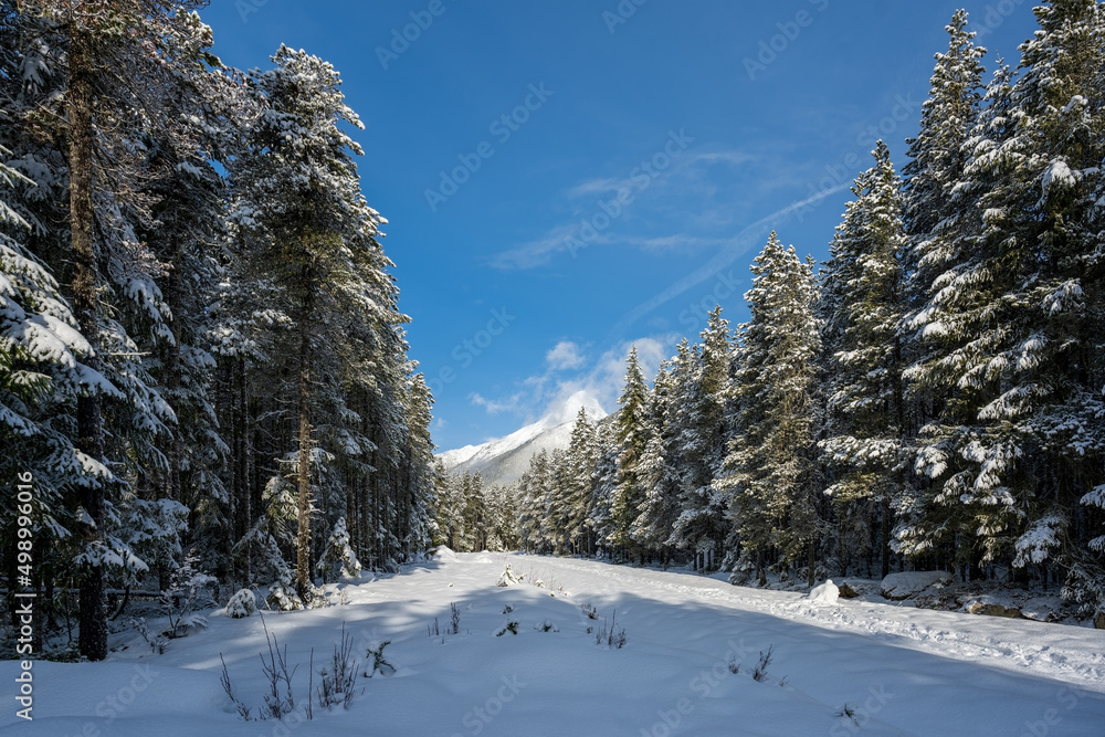 Wall mural Winter landscape after snowfall, path in pine forest and amazing north nature, Canada