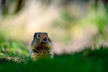 At the first ray of spring sunlight, a Columbian ground squirrel (Urocitellus columbianus) in E. C. Manning park, British Columbia