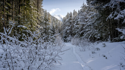 Winter landscape after snowfall, path in pine forest and amazing north nature, Canada