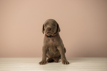 Adorable cute weimaraner puppy on beige background