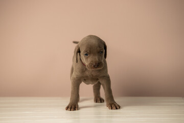 Adorable cute weimaraner puppy on beige background