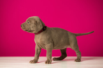 Adorable cute weimaraner puppy on pink background