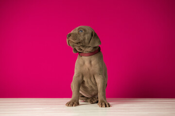 Adorable cute weimaraner puppy on pink background