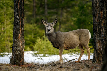 Close up mule deer (Odocoileus hemionus)  standing in snowy forest