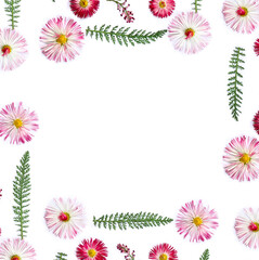 Pink flowers of english daisy ( Bellis perennis, marguerite ) and green leaves on a white background with space for text. Top view, flat lay