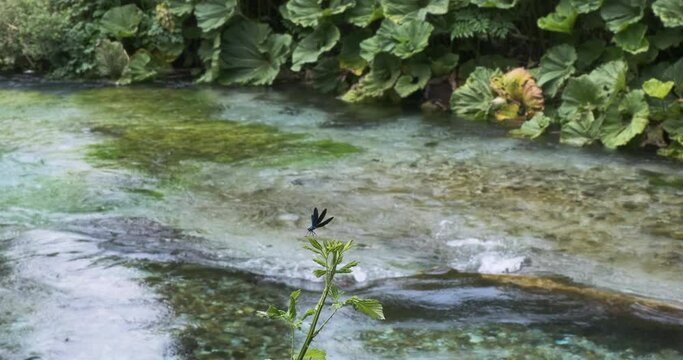 lonely purple butterfly sits on a branch against the backdrop of a fast flowing river. Greenery and algae on a background of clear water. Daytime, medium shot