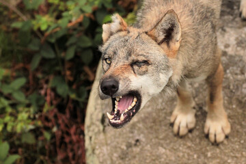 Fototapeta premium les loups 