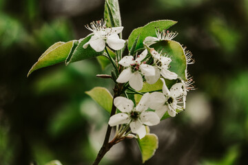 White flowers close up