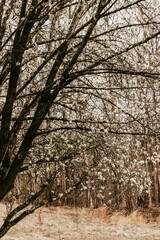 Fototapeta premium White blossoms on a tree