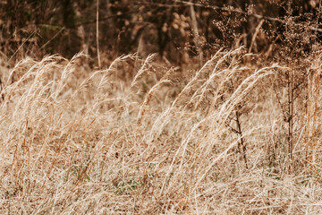 Fototapeta premium Brown reeds blowing in the wind