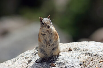 Golden mantled ground squirrel looking around, Rocky Mountain National Park, Colorado USA
