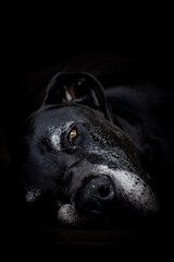 black great dane dog lying on the floor with sad look - obrazy, fototapety, plakaty
