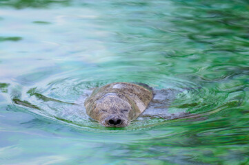 Ein zufriedener Seehund treibt einem Becken eines Tierparks