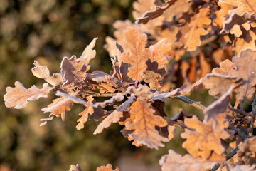 Background with frozen brown oak leaves with selective focus and copy space