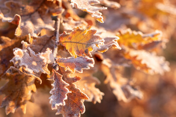 Background with frozen brown oak leaves with selective focus and copy space