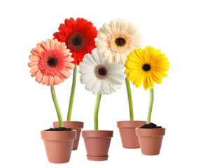 Set of colorful blooming gerbera flowers in pots on white background