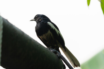 Young common Magpie bird looking and perched on pole in tropical plantation
