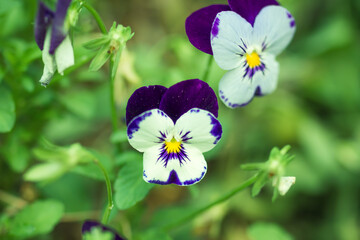 Flower of violas tricolor or wild pansy on a branch, close up.
