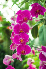 Fototapeta na wymiar Branch with pink orchids in flower garden.