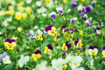 Field with beautiful flowers of violas tricolor or wild pansy.