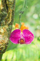 Beautiful pink flower of orchid on a tree with drops of water.