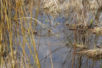 overgrown pond lake