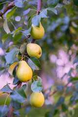 Ripe yellow pears in a summer garden on a blurred background