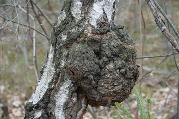 Sick tree. Large tumor on a tree trunk