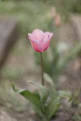 tulipe