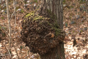 Sick tree. Large tumor on a tree trunk