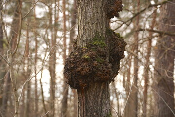 Sick tree. Large tumor on a tree trunk