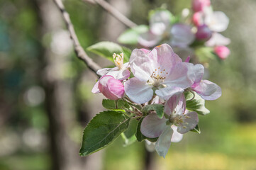 Obraz premium Branch of a flowering tree with pink flowers closeup.