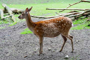 young deer in zoo animal park outdoor. full length