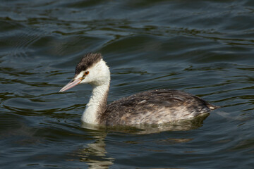 波に揺られるカンムリカイツブリ