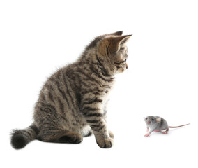 Cute tabby kitten and rat on white background