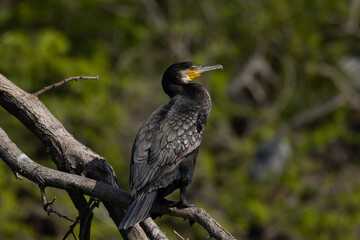 朽ちた木にとまり休む鵜