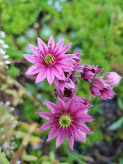 pink and purple alpine flower
