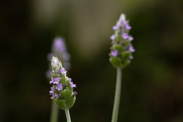 Lavender flowers in garden. 