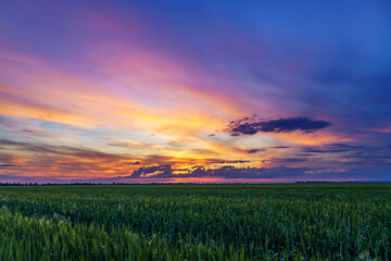 Fototapeta na wymiar beautiful sunset landscape, an agricultural field with young green wheat sprouts