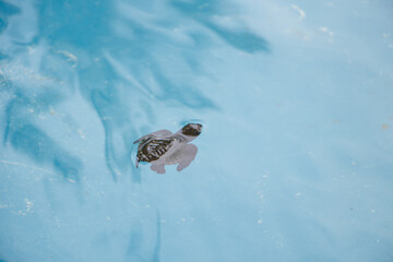 Sea turtle in captivity at Praia do Forte - Bahia