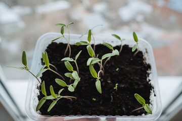 Shoots of young shoots of tomatoes in seedlings on the windowsill, home bed, seedlings close-up.