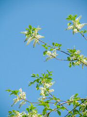 A blooming tree against the blue sky. Spring branches with flowers and green leaves. Bird cherry and apple blossom