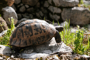 Greek tortoise on sunny day.