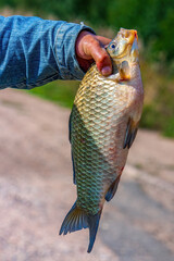 Crucian carp. The hand of a fisherman who is holding a large fish he has just caught.