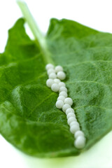 Homeopathy - a homeopathy concept with homeopathic medicine on green.