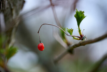 dried red berries guelder rose on a branch