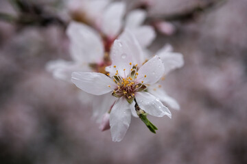 Closeup view of blooming apricot with rain dpops.